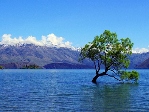 Wanaka Tree